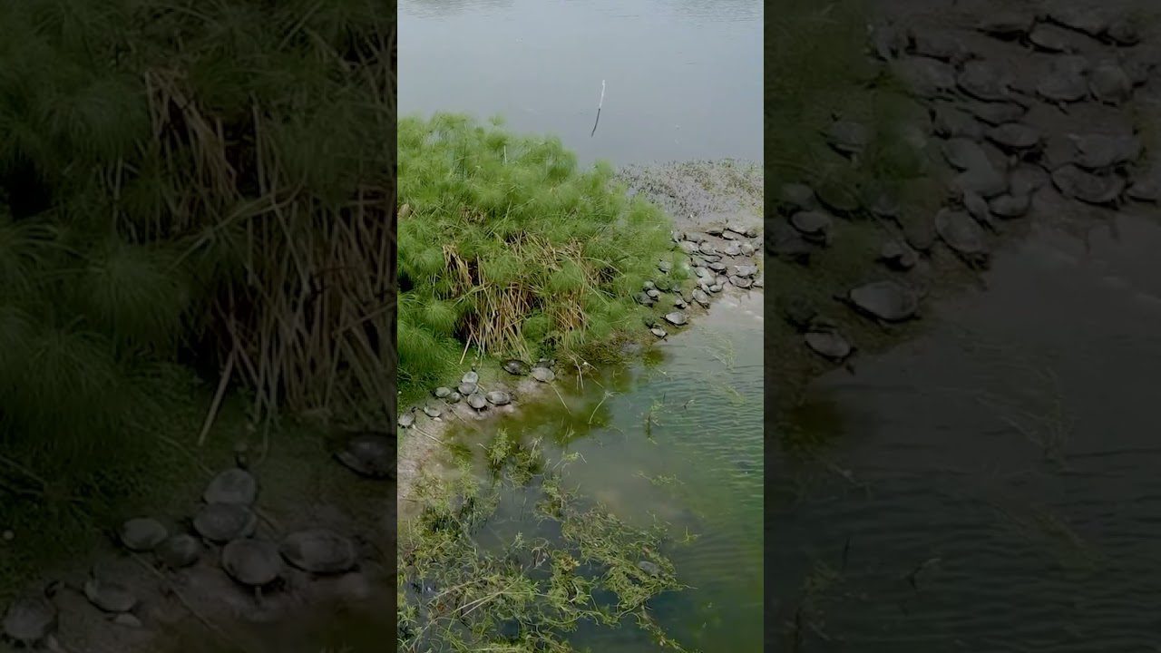 La Psicología del Consumidor en la Industria del Turismo Ecológico: Conéctate con la Naturaleza